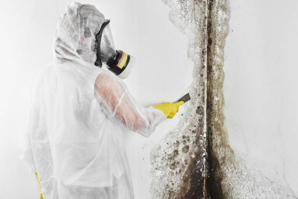 Best Toxic Mold Removal  in Gamerco, NM