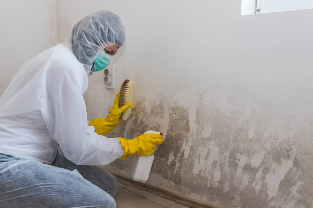 Best Black Mold Removal  in Gamerco, NM