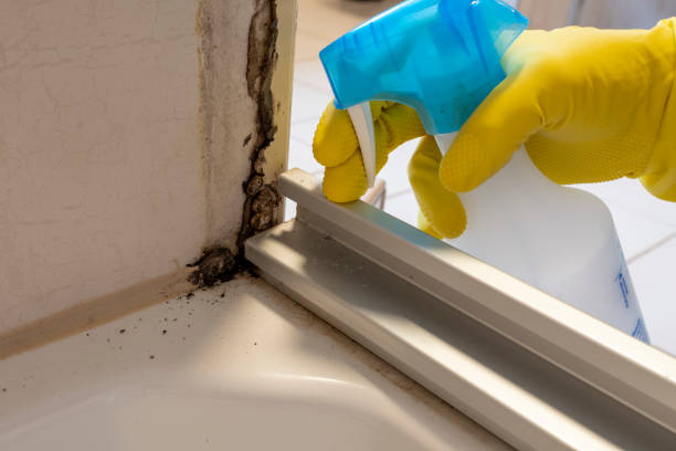 Best Professional Mold Removal  in Gamerco, NM