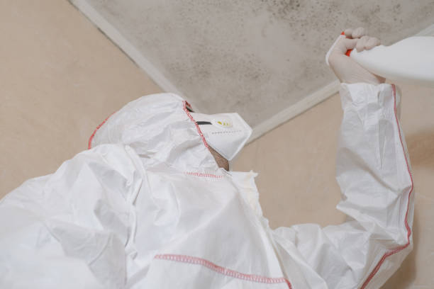 Best Local Mold Removal Service  in Gamerco, NM